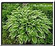 25-hosta enc.jpg